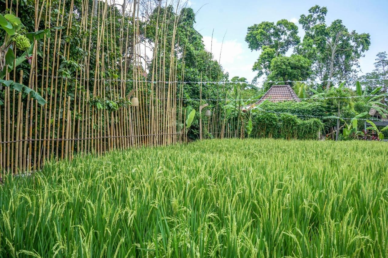 Kts Balinese Villas Canggu Exteriér fotografie